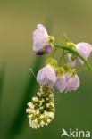 Pinksterbloem (Cardamine pratensis)