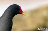 Moorhen (Gallinula chloropus garmani)