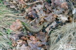 Common Viper (Vipera berus)