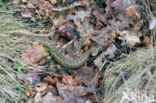 Common Viper (Vipera berus)