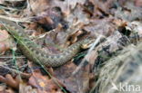 Adder (Vipera berus)