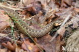 Common Viper (Vipera berus)