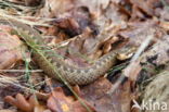 Common Viper (Vipera berus)