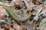 Adder (Vipera berus)