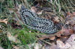 Common Viper (Vipera berus)