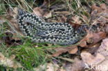 Common Viper (Vipera berus)