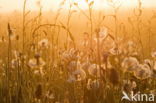 Common Dandelion (Taraxacum officinale)