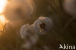 Common Dandelion (Taraxacum officinale)