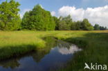 Beekdal Oude Diep Het Drentse Landschap