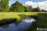 Beekdal Oude Diep Het Drentse Landschap