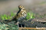 Mistle Thrush (Turdus viscivorus)