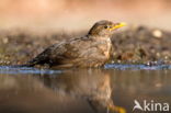 Merel (Turdus merula)