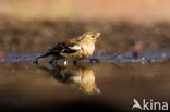 Vink (Fringilla coelebs)