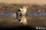 Vink (Fringilla coelebs)