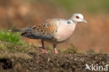 Zomertortel (Streptopelia turtur)