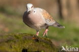 Zomertortel (Streptopelia turtur)