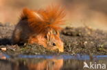 Red squirrel (Tamiasciurus hudsonicus)