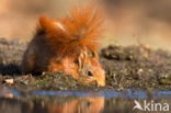 Red squirrel (Tamiasciurus hudsonicus)