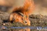 Red squirrel (Tamiasciurus hudsonicus)