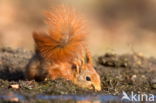 Red squirrel (Tamiasciurus hudsonicus)