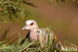 Zomertortel (Streptopelia turtur)