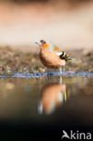 Chaffinch (Fringilla coelebs)