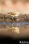 Tree Pipit (Anthus trivialis)