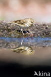 Tree Pipit (Anthus trivialis)