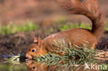 Red Squirrel (Sciurus vulgaris)