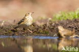 Tree Pipit (Anthus trivialis)