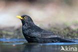 Eurasian Blackbird (Turdus merula)