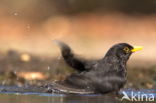 Eurasian Blackbird (Turdus merula)