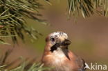 Vlaamse Gaai (Garrulus glandarius)