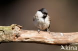 Marsh Tit (Parus palustris)