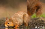 Red Squirrel (Sciurus vulgaris)