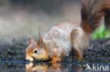 Red Squirrel (Sciurus vulgaris)