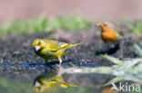 European Robin (Erithacus rubecula)