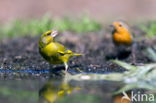 European Robin (Erithacus rubecula)