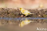 European Greenfinch (Carduelis chloris)