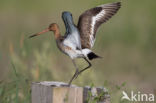 Black-tailed Godwit (Limosa limosa)