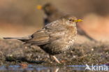 Merel (Turdus merula)