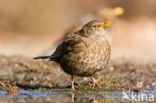 Merel (Turdus merula)