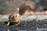 Red Squirrel (Sciurus vulgaris)