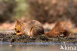 Red Squirrel (Sciurus vulgaris)