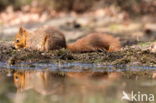 Red Squirrel (Sciurus vulgaris)