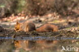 Red Squirrel (Sciurus vulgaris)