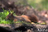 Red Squirrel (Sciurus vulgaris)