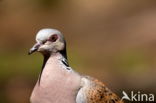 Zomertortel (Streptopelia turtur)