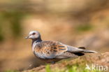 Zomertortel (Streptopelia turtur)