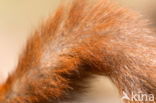 Red Squirrel (Sciurus vulgaris)